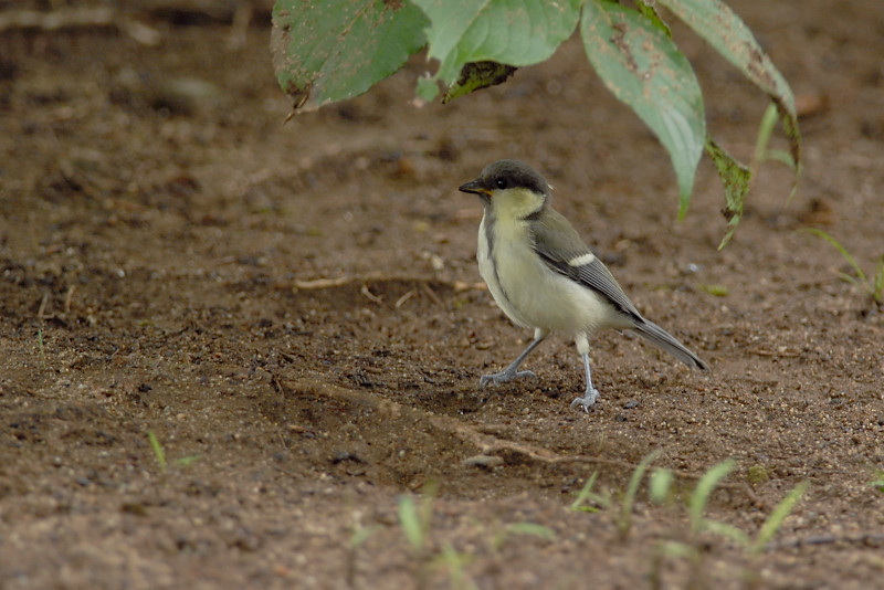 シジュウカラ 幼鳥_f0053272_1153849.jpg