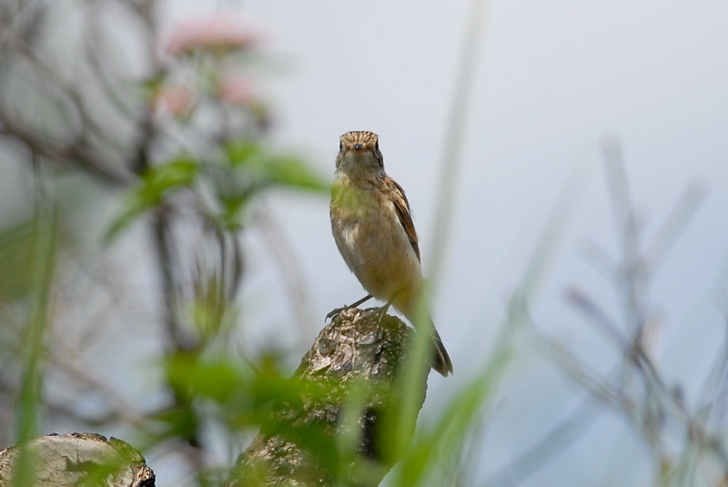 ノビタキ　幼鳥_f0053272_7531425.jpg