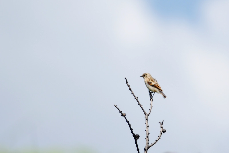 ノビタキ　幼鳥_f0053272_753559.jpg