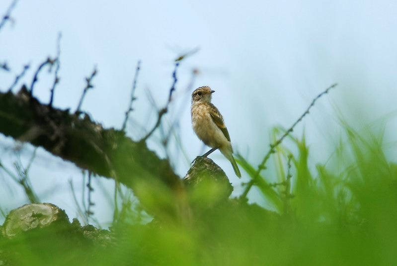 ノビタキ 幼鳥_f0053272_7541447.jpg