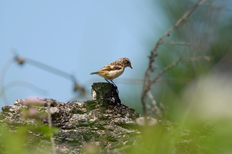 ノビタキ 幼鳥_f0053272_7545891.jpg