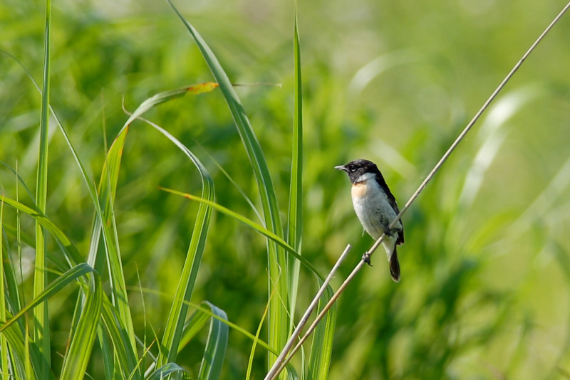 ノビタキ　幼鳥_f0053272_813472.jpg