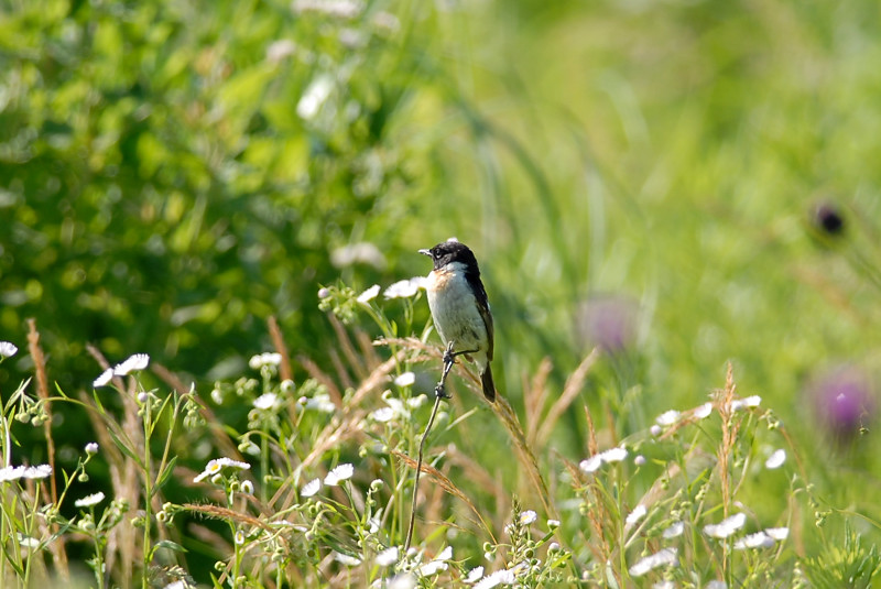 ノビタキ 幼鳥_f0053272_8143424.jpg
