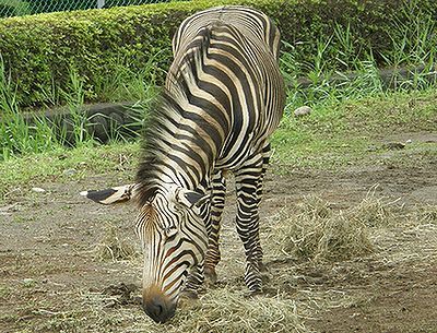 ｢こども動物自然公園」_c0076682_221075.jpg