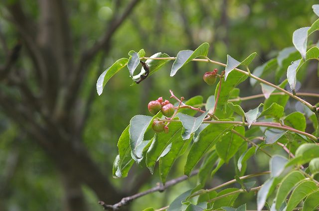 e0070891_20441521.jpg