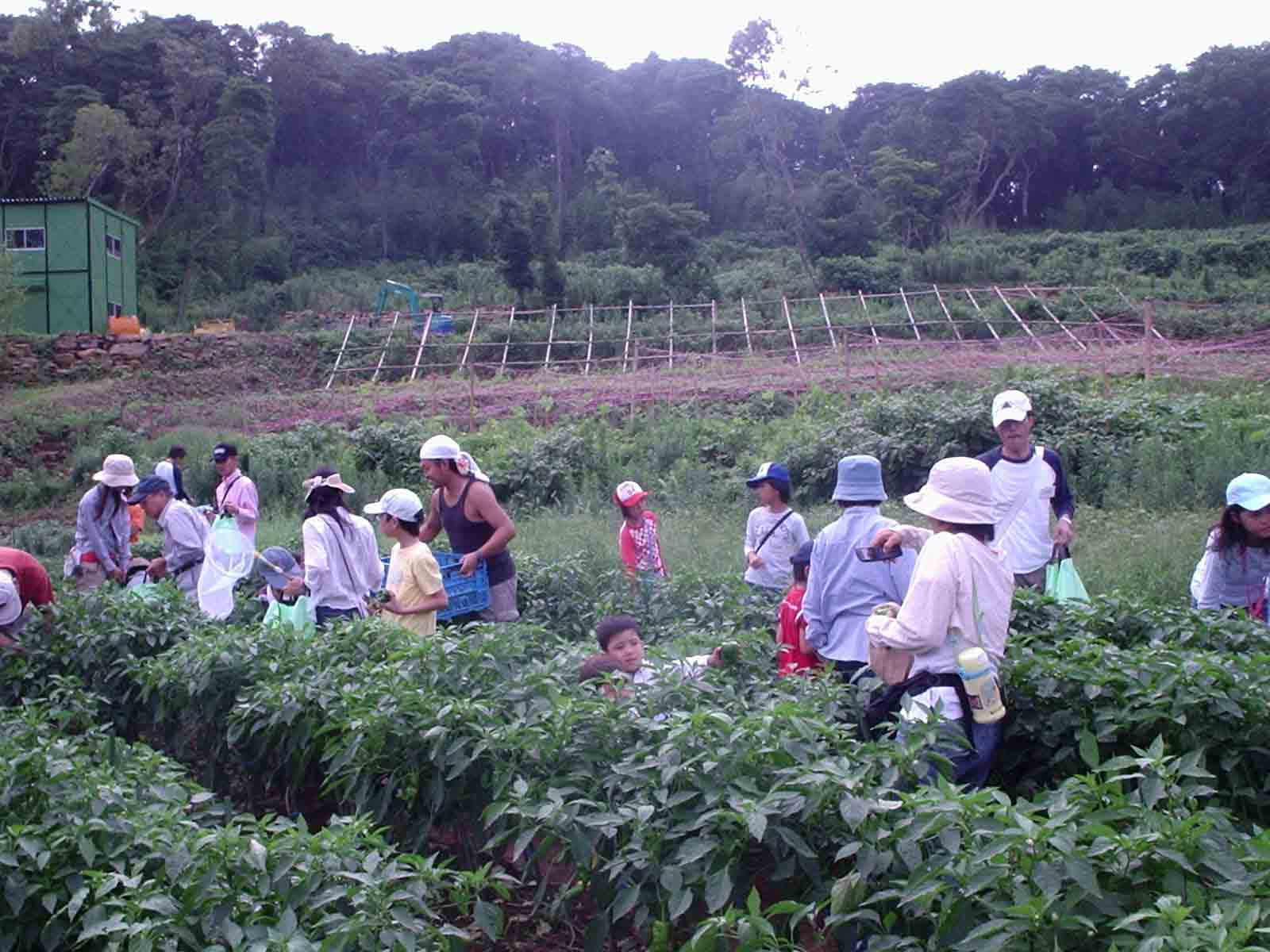 のこのしま自然観察会（7/21,22）が開催されました！_c0123095_2235435.jpg