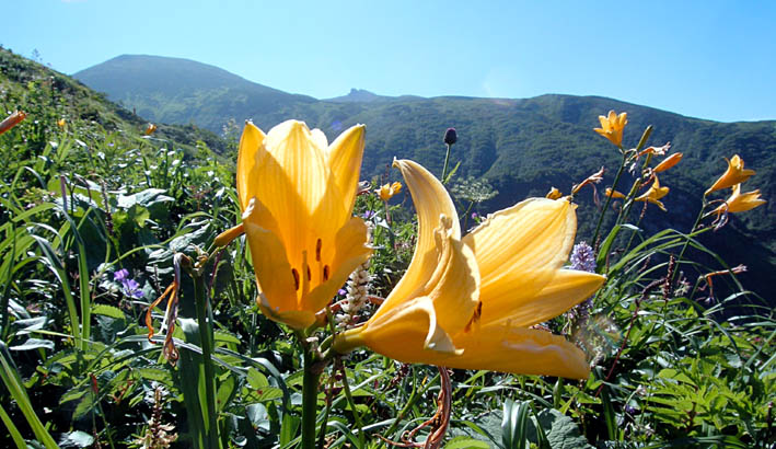 釈迦新道から四塚山、御前峰_c0078410_23422536.jpg