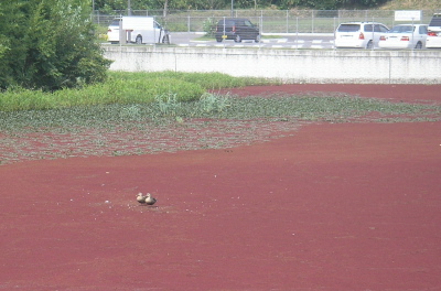 8/1 これは何だ？アゾラと判明_a0048823_1912572.jpg