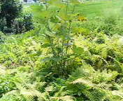 f0085327_2355994.jpg
