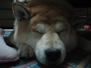 去年に引き続き~♪_c0049950_23234164.jpg