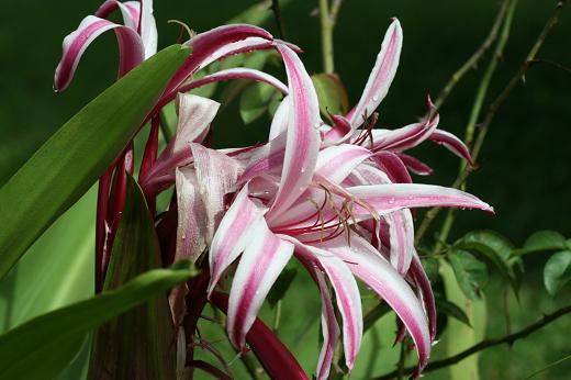 ヒガンバナ科 Amaryllidaceae えるだまの植物図鑑