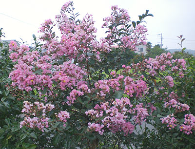 本日の花　さるすべり_c0033858_725271.jpg