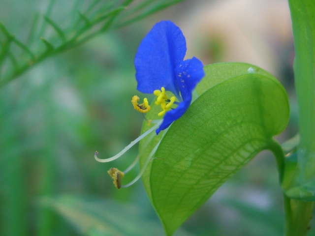 散歩で見つけた野の花_f0106759_6482548.jpg