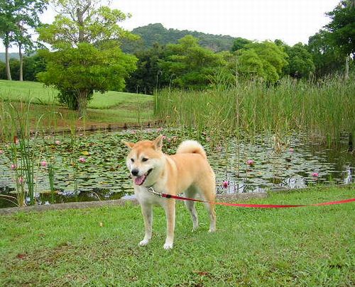 ２００７年８月１日・・・晴れ、時々曇り_f0060461_14434681.jpg