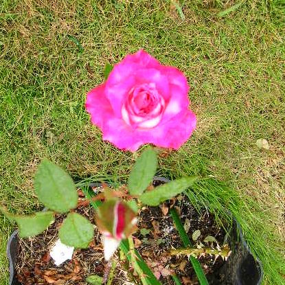 2007年8月1日・・・晴れ、時々曇り_f0060461_14524516.jpg