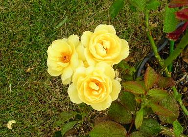 2007年8月1日・・・晴れ、時々曇り_f0060461_14543229.jpg