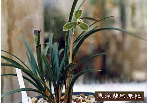 東洋蘭(黒崎陽人 著) / 古本倶楽部株式会社 / 古本、中古本、古