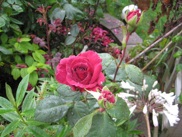 薔薇～ Stephen\'s Big Purple(Hybrid Tea)_e0104665_032618.jpg