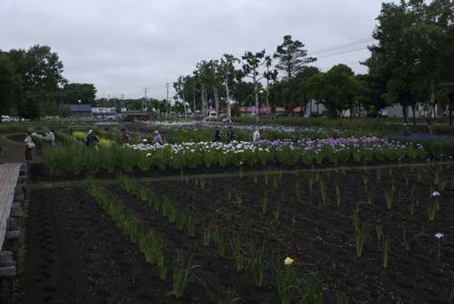 芽室の花菖蒲園_f0126483_2238173.jpg