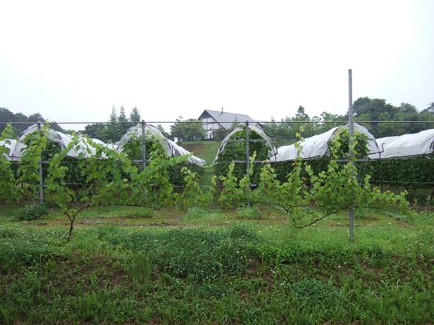 ハプニング満載？奥出雲葡萄園見学ツアー_f0085185_22322545.jpg