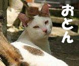 香港猫さん人気投票 結果発表第２弾！_e0008794_22474738.jpg