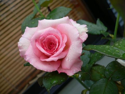 b0108204_1954728.jpg
