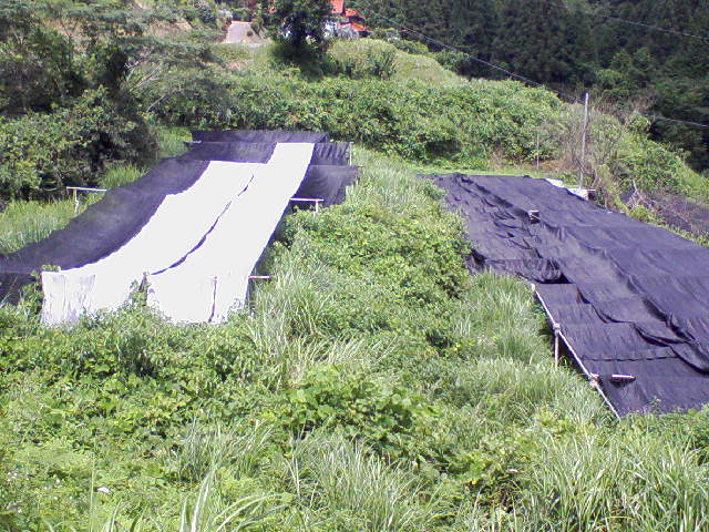 e0124705_073572.jpg