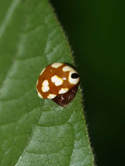 アカイロトリノフンダマシ_c0116915_2156448.jpg