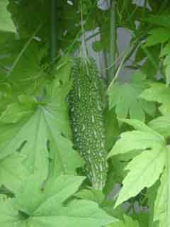 e0083820_854105.jpg