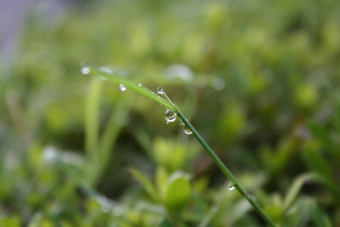 Dew_a0050030_3591031.jpg