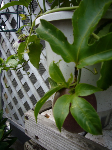 e0058443_0213525.jpg