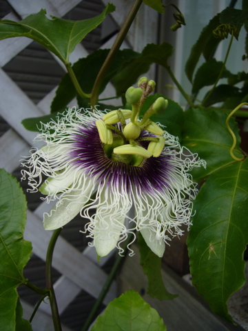 e0058443_0344536.jpg