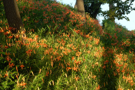 c0093046_8104367.jpg