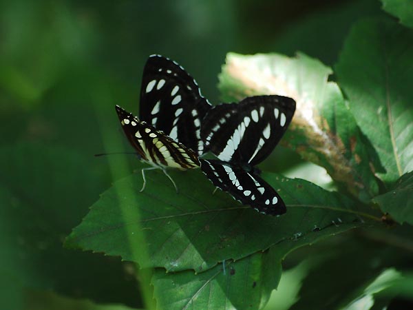 c0045352_17135974.jpg