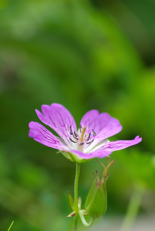 ７月２９日　天空の花園ユートピア（花園編）_a0009554_18514199.jpg