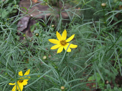 e0088260_231694.jpg