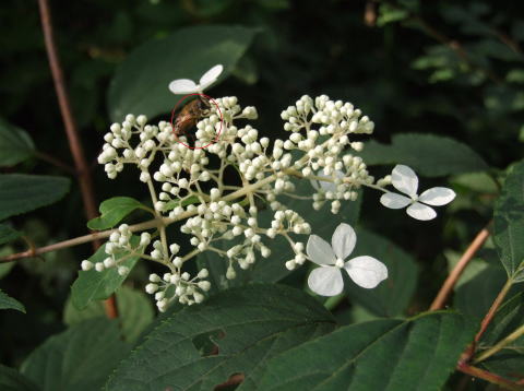 e0088260_2394077.jpg