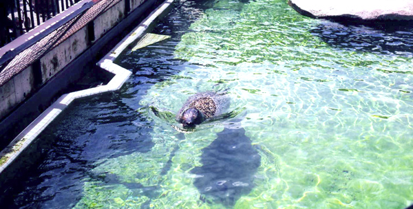 北海道旅行　旭山動物園編_e0118962_16503190.jpg