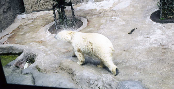 北海道旅行　旭山動物園編_e0118962_16505062.jpg