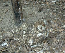 楽しい旭山動物園　その１_f0139963_75518.jpg