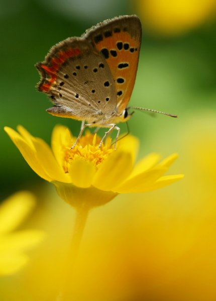 いつもの花と虫_b0115415_11522843.jpg