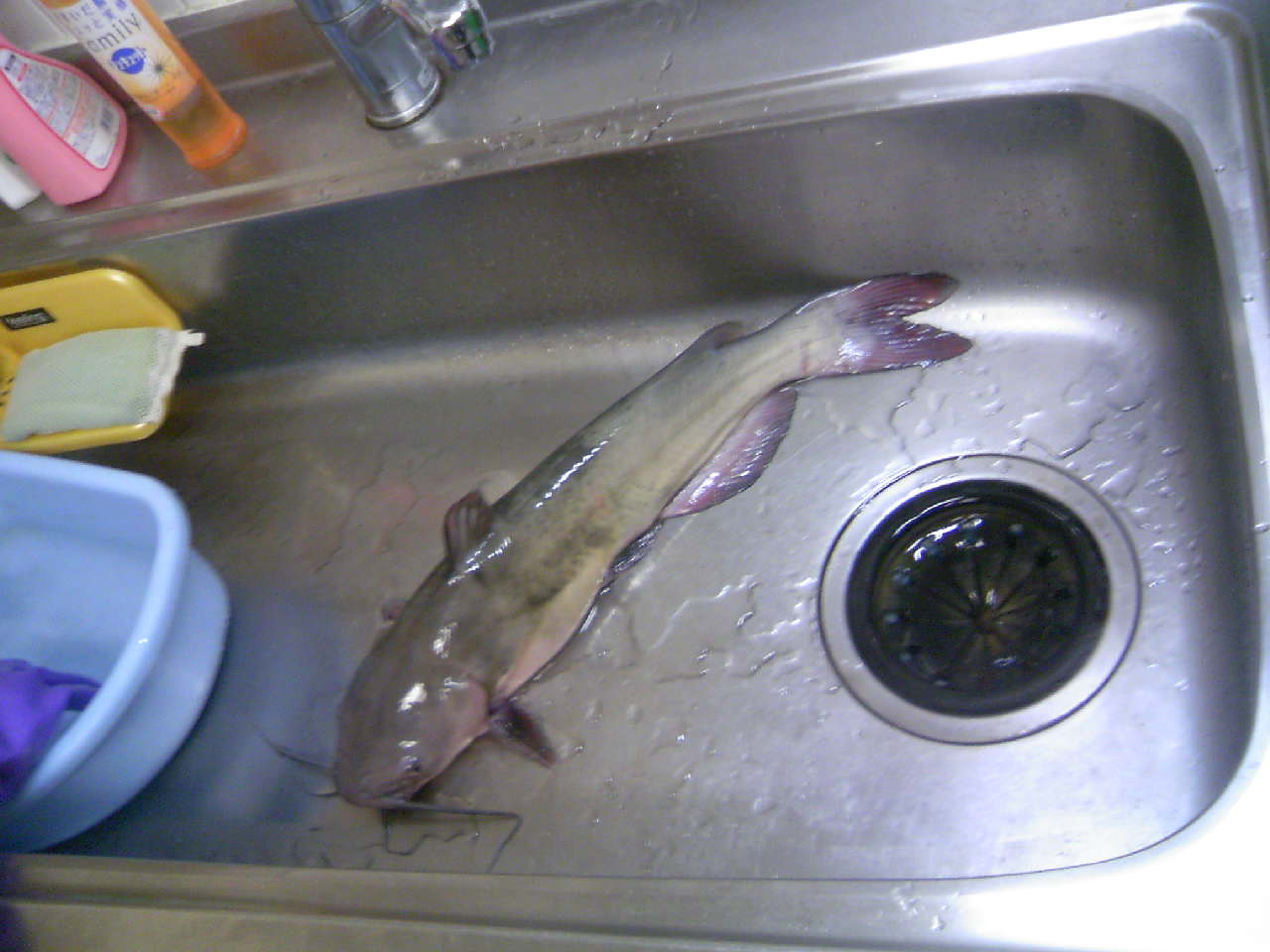 アメリカナマズ 幸せ 楽しい 魚釣り アメリカナマズ 幸せ 楽しい 魚釣り