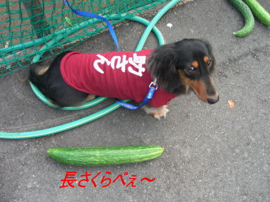 ふぞろいな野菜たち♪_c0058727_16455131.jpg