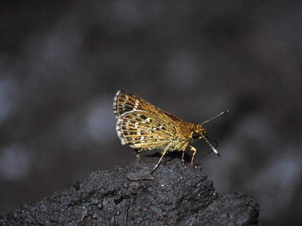 富士山麓のホシチャバネセセリなど_c0045352_17353313.jpg