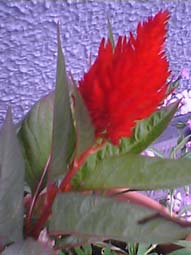 トルマリンパワー_d0069964_10104775.jpg