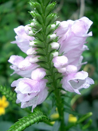 ハナトラノオ(花虎の尾)_c0085874_17551464.jpg