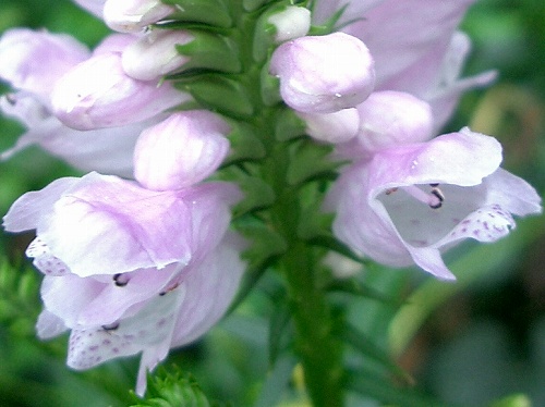 ハナトラノオ(花虎の尾)_c0085874_17552962.jpg