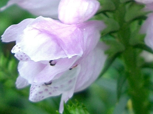 ハナトラノオ(花虎の尾)_c0085874_17553912.jpg