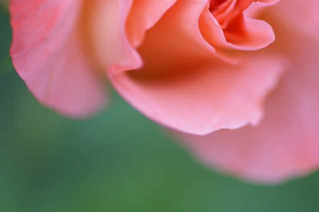きょうのバラ　－ピンクの色彩のなかへー_d0079278_18161756.jpg