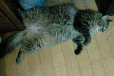 c0088584_11362439.gif